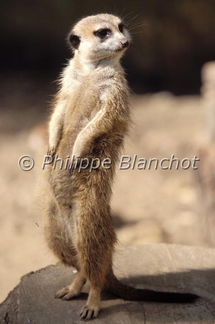 suricata suricatta.JPG - SuricateSuricata suricattaMeerkatCarnivora, HerpestidaeAfrique du Sud